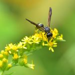 Balade nature et séance Spipoll à Jouhet