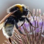 "Les Pollinisateurs" à la Maison des expositions Saulgé