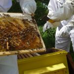 Exposition « Les pollinisateurs » à Saulgé - Annulée