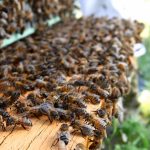 Visite du rucher communal à Montmorillon