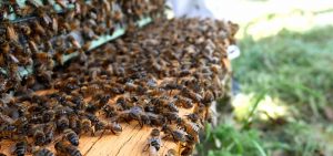 Pollinisateurs