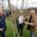 Démonstrations de taille et greffe
