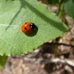 Balade découverte de la biodiversité