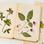 Jeudi des enfants - Viens réaliser ton herbier imaginaire