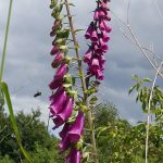 Balade nature et séance Spipoll à Civaux