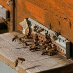 Animations autour des abeilles et du miel