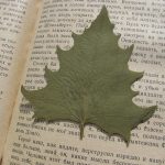 Atelier "Herbier de saison"