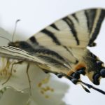 Inventaire papillons