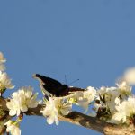 Un circuit inventaire papillons à Juillé