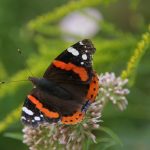 Avec l’Écomusée, venez participer le 17 septembre à l'inventaire des papillons de jour sur le site de Juillé
