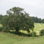 Après-midi sur le thème de l'arbre à l’Écomusée et des savoir-faire dans le cadre de la Journée du Patrimoine de Pays & des Moulins