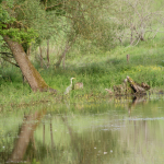 Découverte de l'étang et de la mare de Juillé avec Patrick