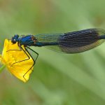 À la découverte de l'étang et des insectes aquatiques