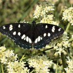 Inventaire papillons