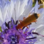 Les insectes et l'occupation du milieu