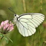 Inventaire papillons - Les papillons volent-ils toujours à Juillé ?