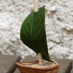 Atelier créatif à l'écomusée, bateau d'écorce, pour jeunes de 6 à 14 ans