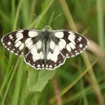 Balade nature à l'Ecomusée sur le thème des métamorphoses des insectes