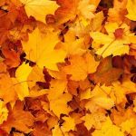 Atelier couleurs d’automne