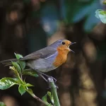 L'eau, la faune, la flore, le renouveau de la vie au printemps, balade à Thollet