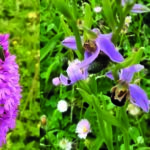 Les Orchidées du Montmorillonnais