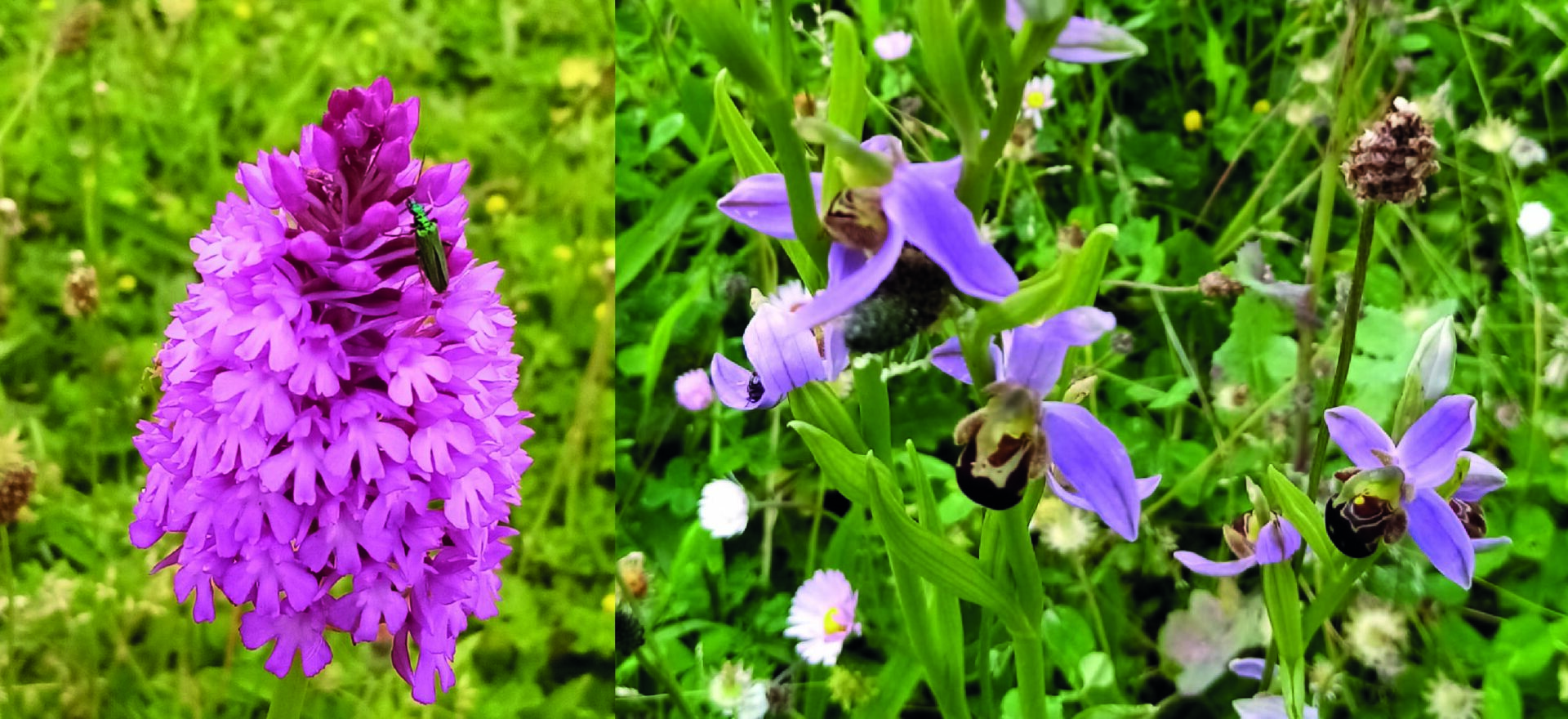 Les Orchidées du Montmorillonnais