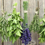 Animation “Plantes aromatiques et médicinales”