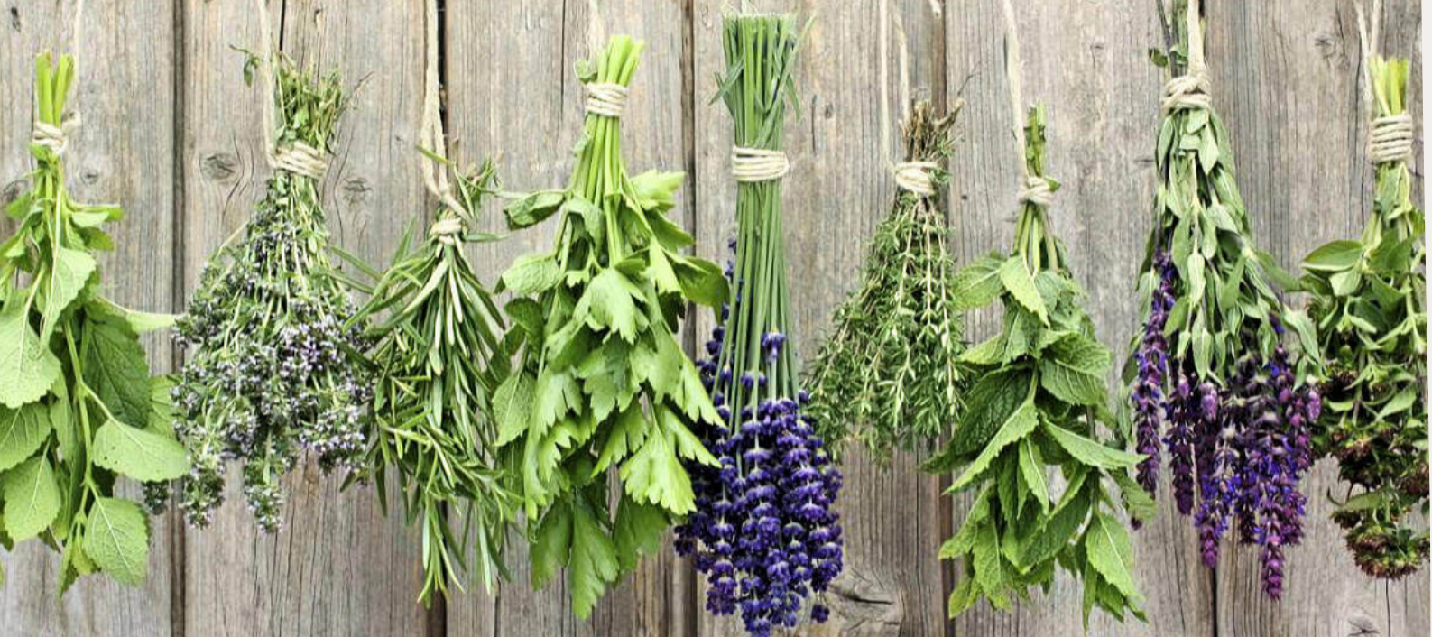 Animation “Plantes aromatiques et médicinales”
