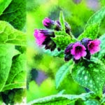 Atelier Découvrir les plantes sauvages médicinales