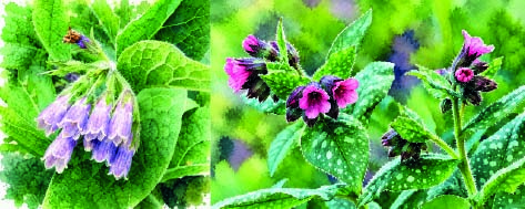 Atelier Découvrir les plantes sauvages médicinales