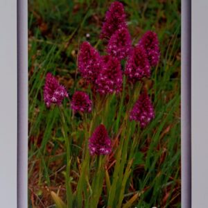 Carte Postale Orchis pyramidal